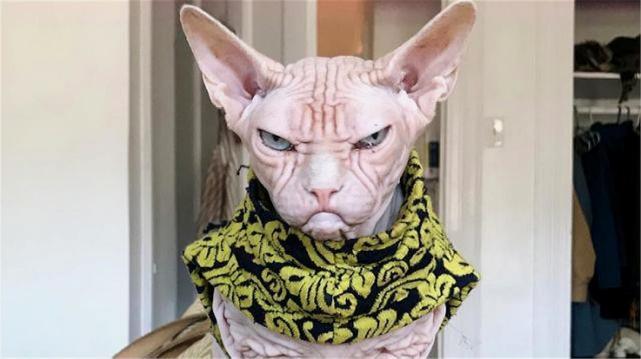 变异怪猫斯芬克斯猫虽无毛但要常洗澡还要给它搓澡