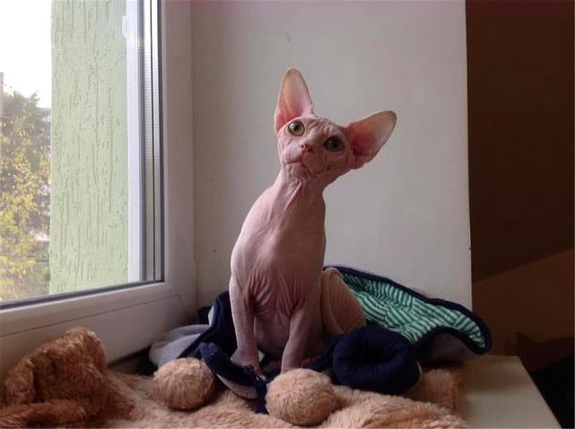 变异怪猫斯芬克斯猫虽无毛但要常洗澡还要给它搓澡