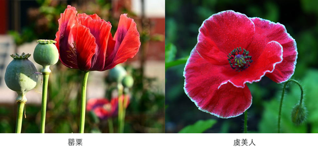 虞美人和罂粟花你分得清吗 千万要注意啊 果实 虞美人 罂粟