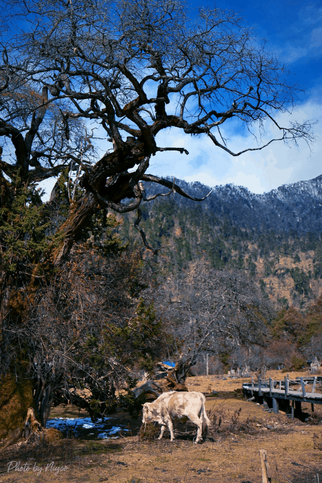 遇见高原秘境,醉美南伊沟|南伊沟|高原|林芝|米林县|原始森林