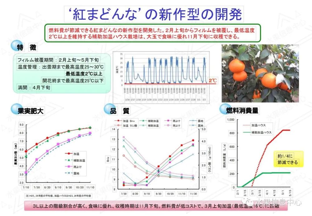 解密 日本精品水果 红美人 柑橘是如何种出来的 腾讯新闻