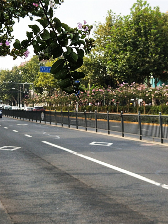 行道树树种为悬铃木道路长度774米中原路(市光路—嫩江路)春夏秋三季