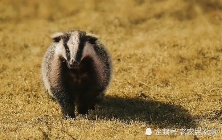 農村俗語寧招獨身狼不惹邪性獾獾是什麼動物有啥可怕的