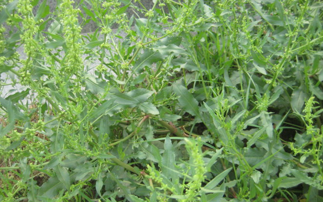 告诉家乡人,此种植物,虽然常见,但能珍惜要尽量珍惜