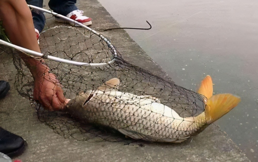 冬天钓鲤鱼这些绝招一出藏的多深的鲤鱼都会出窝