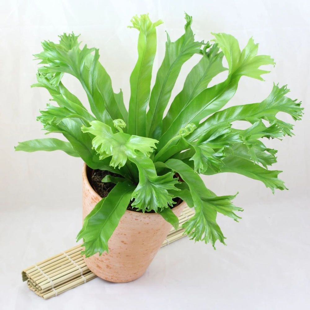 鸟巢蕨 - 植物百科