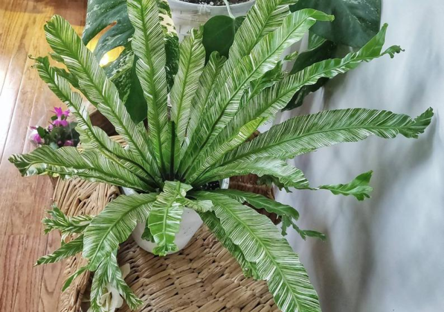 品种繁多的鸟巢蕨有人把它当菜值得一养的耐阴绿植