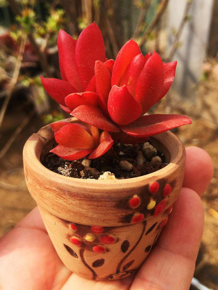 养护多肉植物火祭需要注意什么?_腾讯新闻