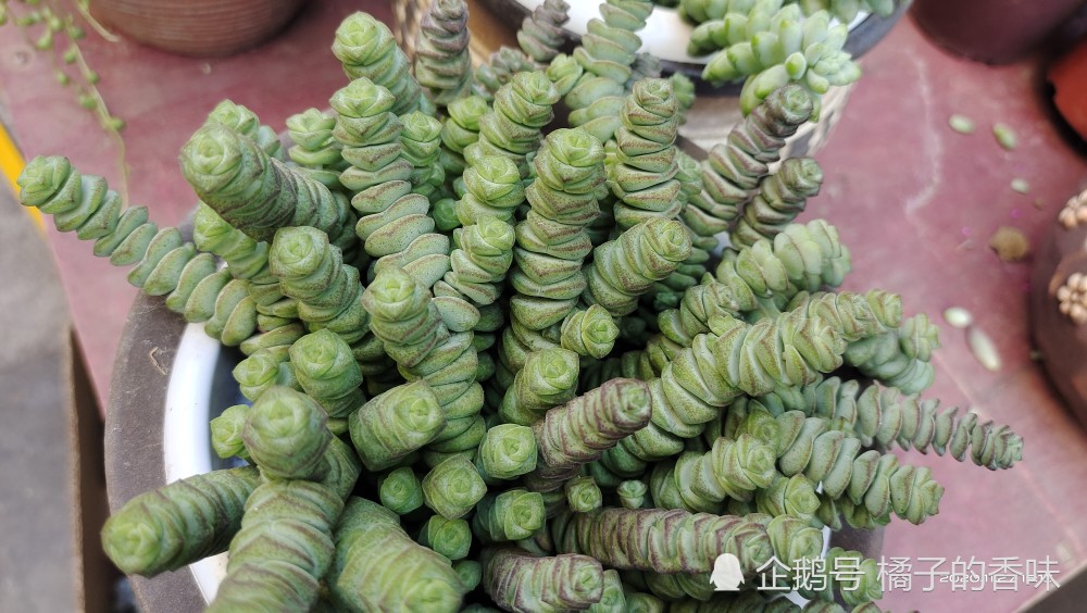 星乙女和生石花 接着鸡蛋花和洋紫荆 腾讯新闻