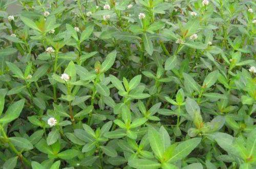 革命草在它的原产地也是让农民伤感和头痛的噩梦,原因就是它水旱通吃