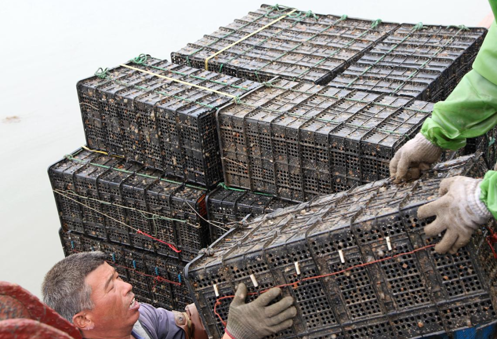 60万斤没销路,10万斤积压在塘口,价格一降再降,不值钱了