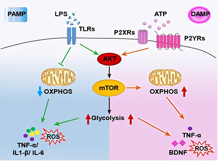 段树民团队连续在neuronelife和glia等杂志发表研究成果