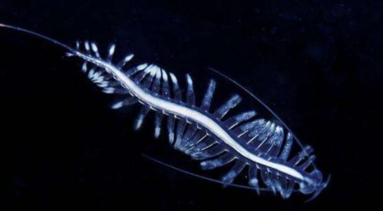 海洋的二氧化碳制造者研究发现这种透明鱼或导致全球变暖