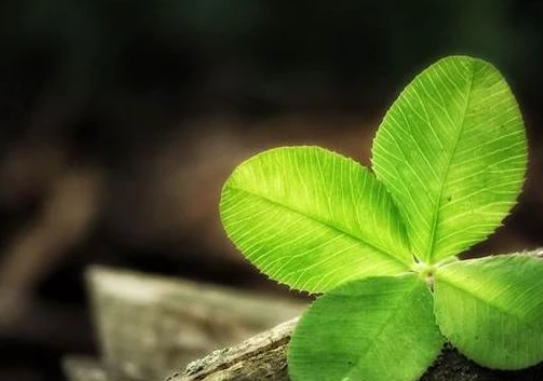 灵签占卜哪片四叶草会带给你好运测2021年会有多少人追你