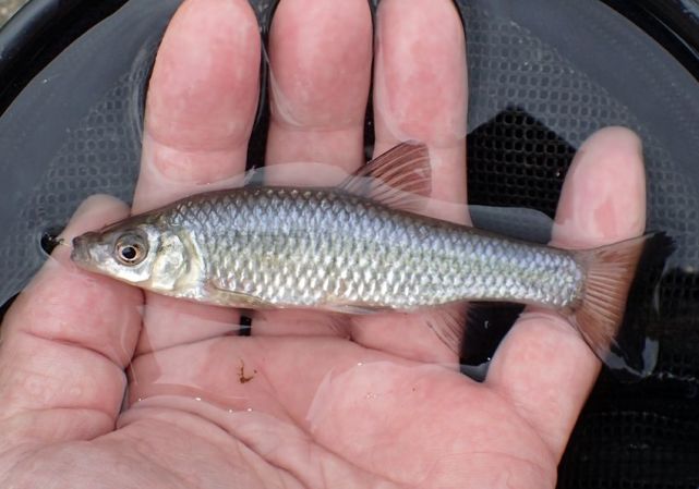 "万年鱼籽"是真是假?很多人都不知道