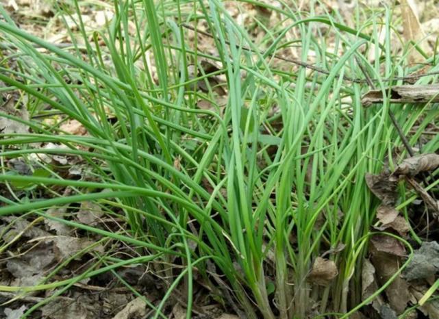 野韭菜為鬚根系,弦狀根,分佈淺,具根狀莖,鱗莖狹圓錐形,外皮膜質,白色