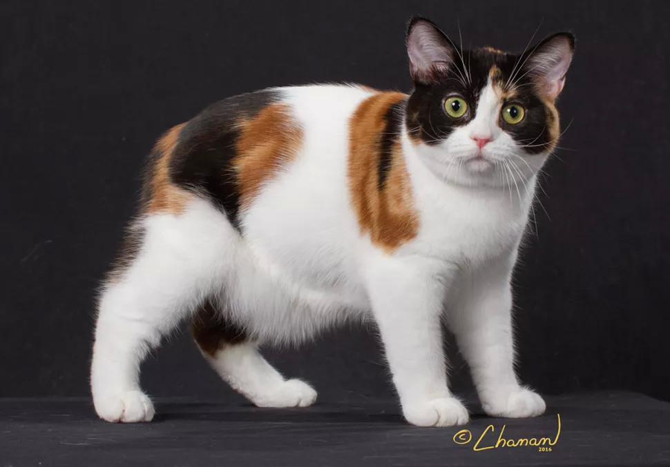 cfa最佳猫有哪些冠军个个颜值爆表