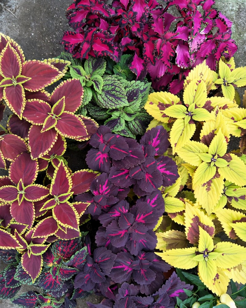 路边常见的彩叶草红红绿绿的真好看掌握正确管理方法长势好