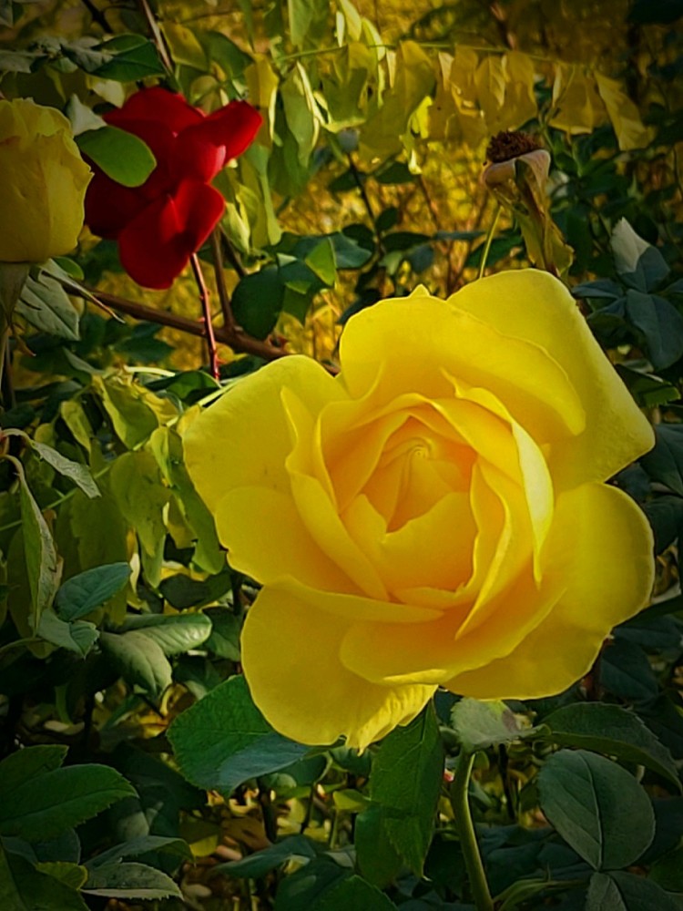 散文 迟夏写长信 暮冬时烤雪 腾讯新闻