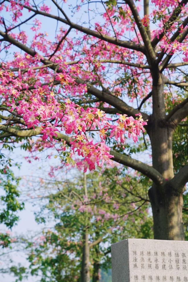 满树"棉花糖",佛山街头这一奇景,你知道是怎么回事吗?
