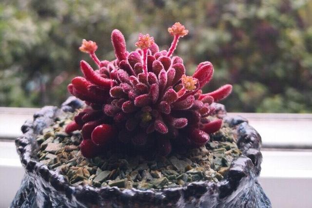 5,梦椿锦晃星出状态的颜色非常梦幻,有点荧光紫的感觉,容易分枝生长