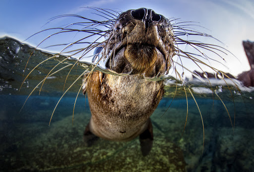 海豹的胡子行走的测量工具或将成为潜艇黑科技