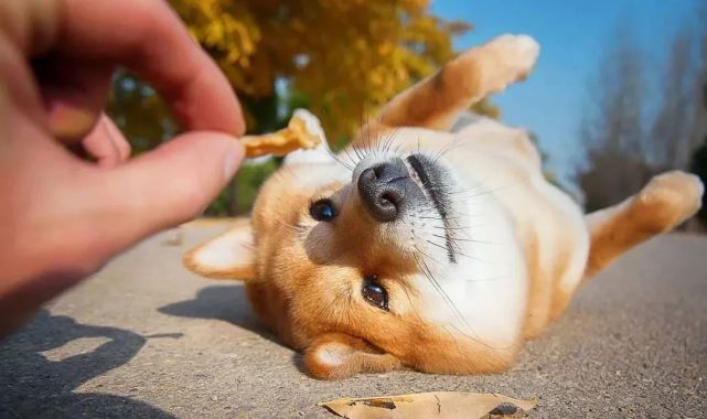 柴犬脸型大揭秘 腾讯网