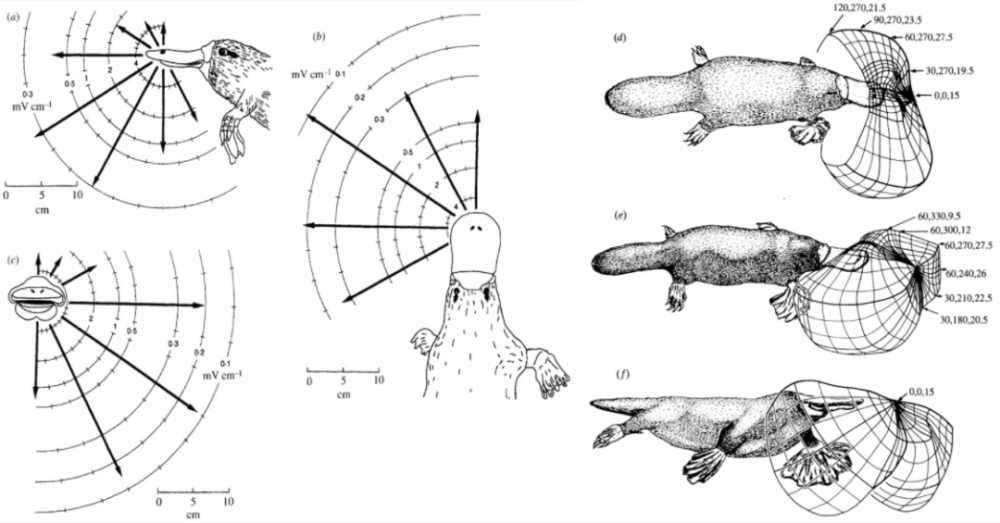 而且,鴨嘴獸又經常在水裡活動,還是夜行動物…… | wikipedia生物熒光