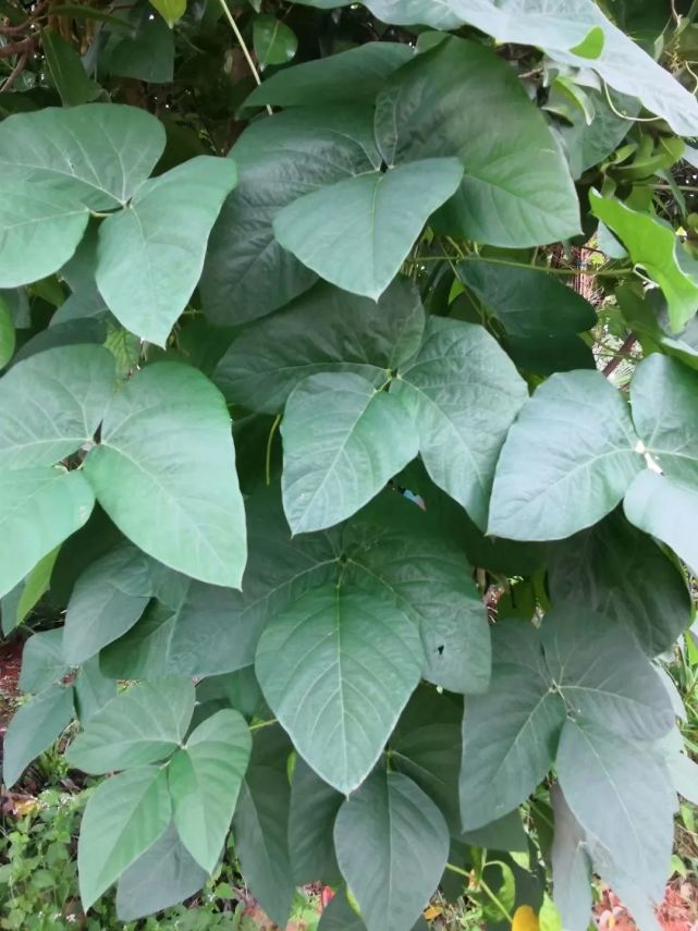 客家人爱吃的狗爪豆有微毒这样吃安全