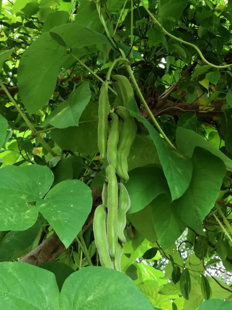 紫金农村这种植物有毒但有人偏偏爱吃它