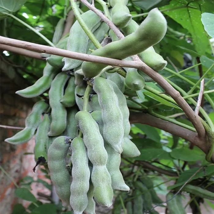 客家地区这种植物有微毒 可有人偏偏爱吃它 腾讯新闻