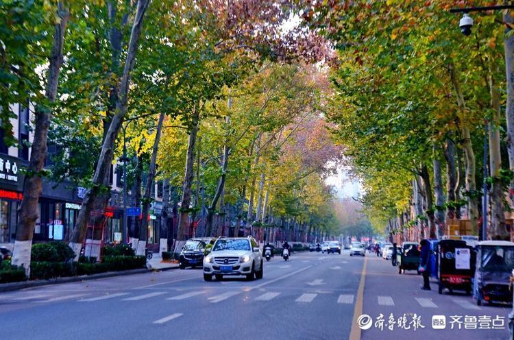 情报站打卡最美林荫大道济南马鞍山路风景优美一路如画
