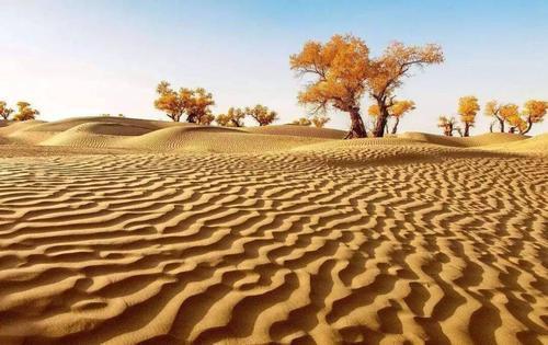 世界森林覆盖率排名_林业局:到本世纪中叶森林覆盖率达到世界平均水平