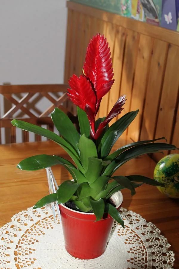 9,凤梨花一土壤 养殖凤梨花要选用疏松排水性好的土壤,用适合的土壤