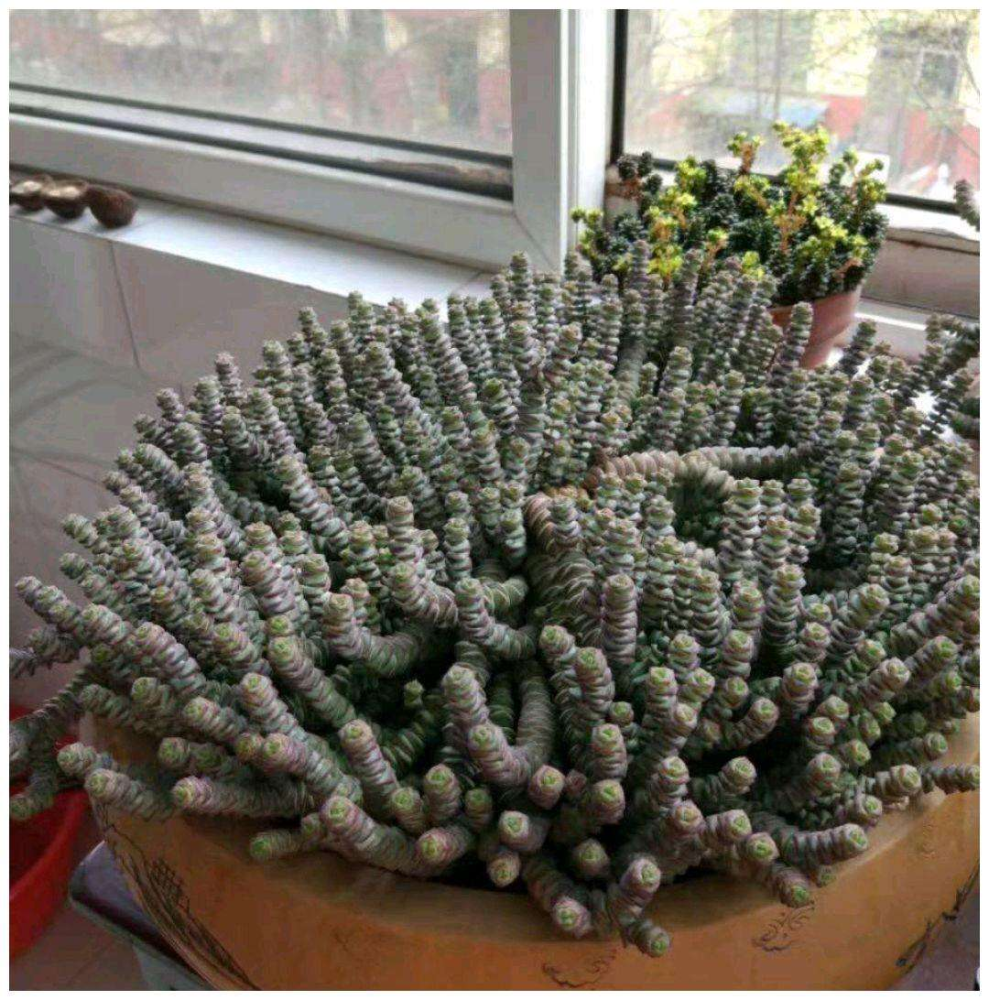 多肉钱串如何过冬掌握4个事项天气再冷也不空盆好养得很