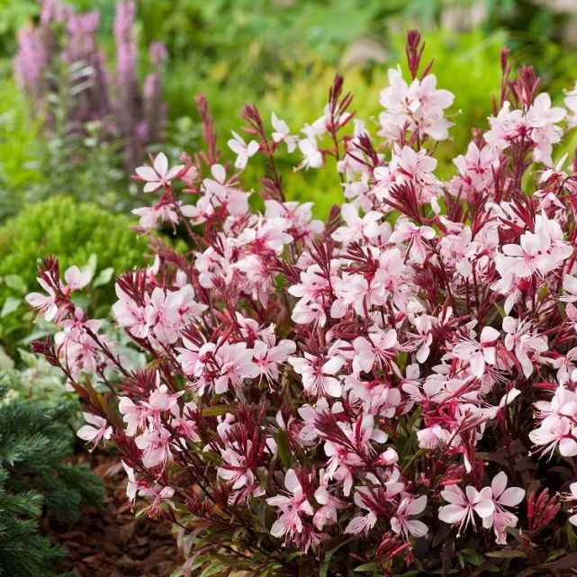 耐贫瘠的山桃草花朵像蝴蝶南北地区都能种一种带有仙气的花