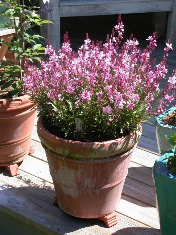 耐贫瘠的山桃草,花朵像蝴蝶,南北地区都能种,一种带有仙气的花_腾讯