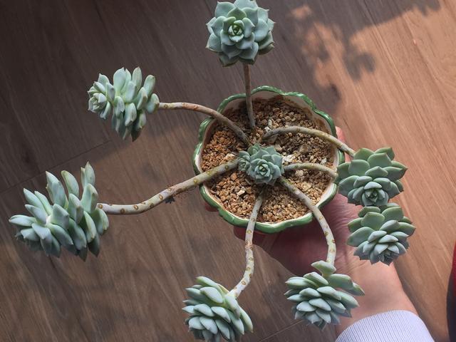 6种多肉叶插能力强 扔在土上就能活 送人不心疼 叶插 雅乐之舞 白牡丹 多肉