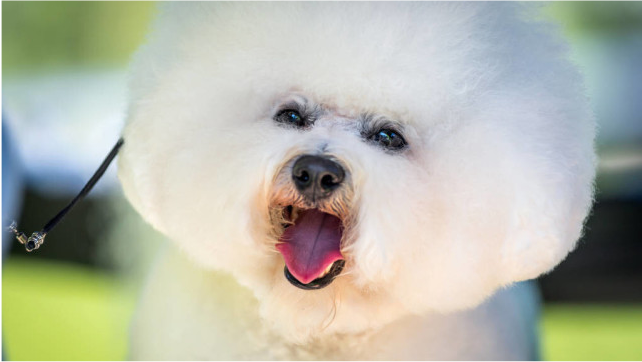 一只"比熊犬"健不健康,就看这6个地方