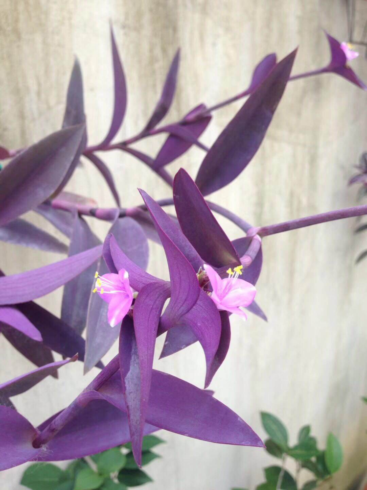 梅也是非常好看的一种花卉,叶子通体都是紫色的,并且能开出小百白花