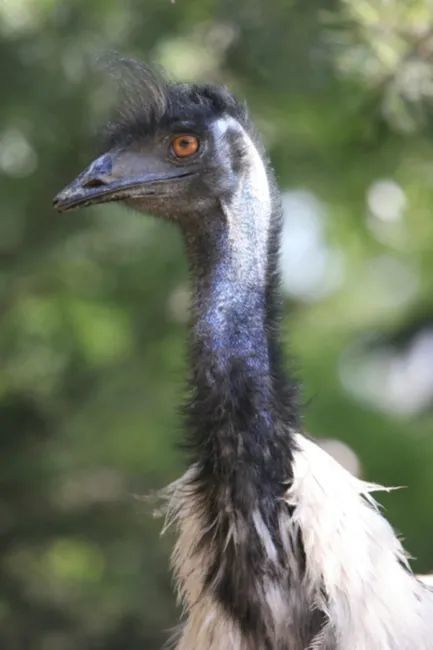 鸸鹋:娶媳妇,做爸爸真的太难了