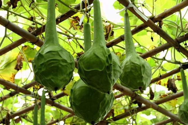 形似"狼牙棒",很少有人鲜食,晒干后成文玩却卖出千元一个