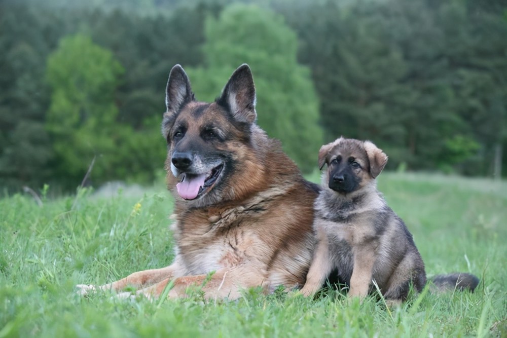 什么在影响狗狗的寿命 7个因素了解一下 腾讯新闻
