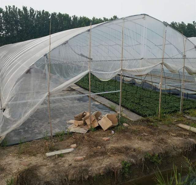 如果你家有个院子 可以搭个球形温室花房 种菜养花还能当阳光房 腾讯新闻