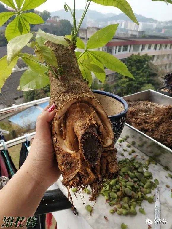 发财树皮软烂撕掉还能活吗