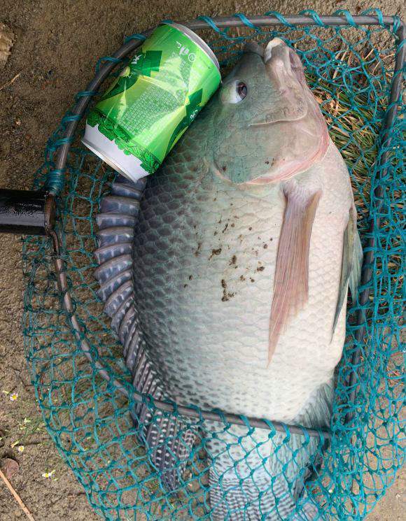 半米长7斤重罗非鱼能长这么大网友这该怎么吃