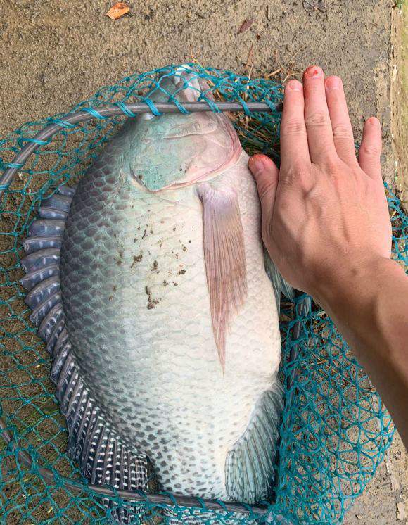 半米长7斤重罗非鱼能长这么大网友这该怎么吃