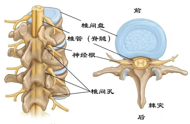 走几步路就腰腿酸痛 小心可能患了这个病 腰椎管狭窄症 腰椎间盘突出症 腰椎间盘 椎管狭窄 脊柱