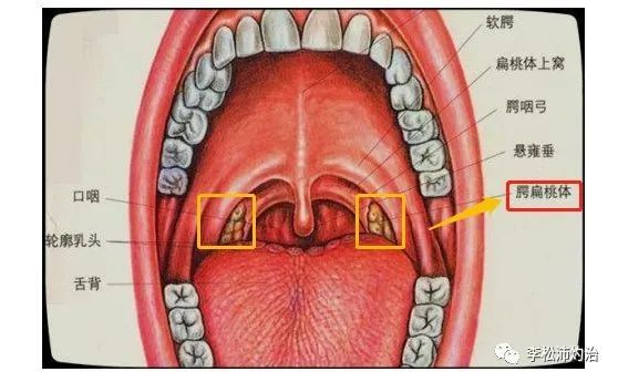 小孩扁桃体肿大二度以及3度随着年龄增长会自愈吗