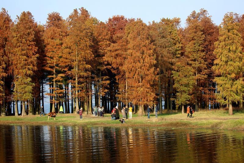 四明湖杉树林红了